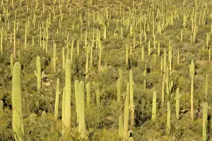 Saguaros: Giant Saguaro - Symbol of the American Southwest