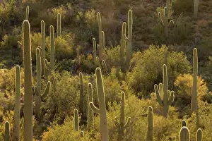 Saguaros: Giant Saguaro - Symbol of the American Southwest