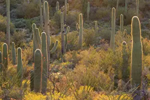 Saguaros: Giant Saguaro - Symbol of the American Southwest