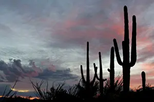 Saguaros: Giant Saguaro - Symbol of the American Southwest