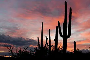 Saguaros: Giant Saguaro - Symbol of the American Southwest