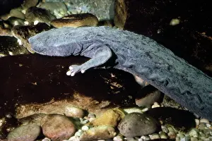 Salamander: GIANT SALAMANDER / Hellbender