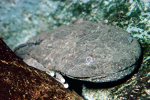 Salamander: Giant Salamander / Hellbender