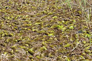 Invading: Giant Salvinia / Kariba Weed - invading