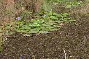 Invading: Giant Salvinia / Kariba Weed - invading