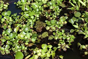 Invading: Giant Salvinia / Kariba Weed - and Water Hyacinth