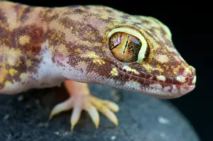 Libya: Giant sand gecko (Stenodactylus petrii), Egypt