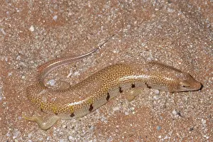 Buried: Giant Sandfish