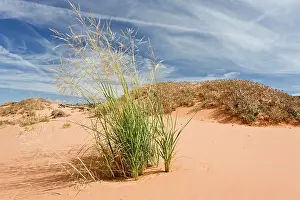 Hopi: Giant Sandreed