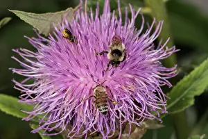 Pollinating: Giant Scabiosa (Rhaponticum scariosum) with pollinating