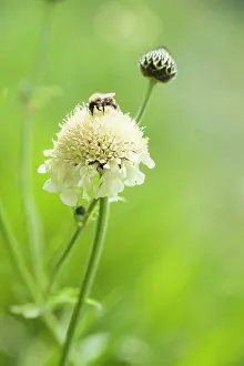 Gigantea: Giant scabious, Cephalaria gigantea, Pale yellow