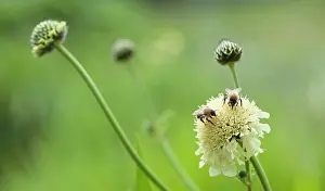 Gigantea: Giant scabious, Cephalaria gigantea, Pale yellow