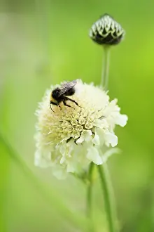 Gigantea: Giant scabious, Cephalaria gigantea, Pale yellow