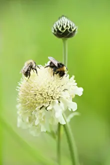 Gigantea: Giant scabious, Cephalaria gigantea, Pale yellow