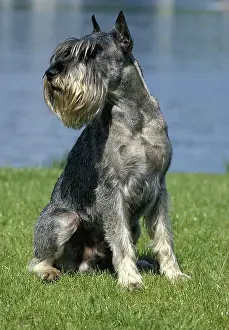 Schnauzer: Giant Schnauzer (Old Standard Breed with Cut Ears)