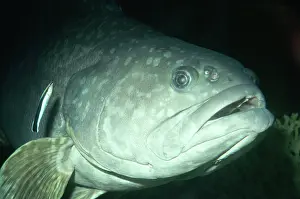 Basses: Giant Sea Bass - with Cleaner Fish