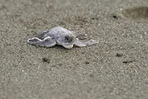 Mydas: Giant Sea Turtle - Giant Sea Turtle hatchling crawling