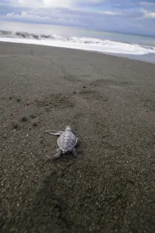 Mydas: Giant Sea Turtle - Giant Sea Turtle hatchling crawling