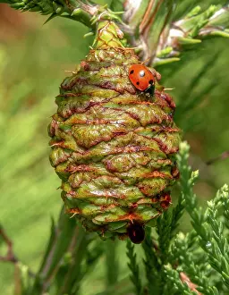 Ancient: Giant sequoia green leaves and a cone with ladybug