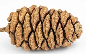 Nosed: Giant sequoia (Sequoiadendron giganteum) cone isolated