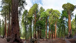 Sequoiadendron: Giant sequoia trees (Sequoiadendron giganteum) in