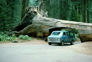 Redwood: Giant SEQUOIA / Wellingtonia / Sierra / Giant Redwood