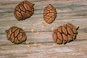 Sequoiadendron: Giant SEQUOIA / Wellingtonia / Sierra / Giant Redwood