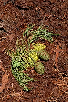 Sequoiadendron: Giant SEQUOIA / Wellingtonia / Sierra / Giant Redwood