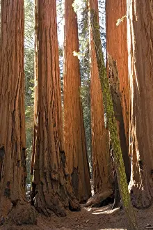 Sequoiadendron: Giant SEQUOIA / Wellingtonia / Sierra Redwood