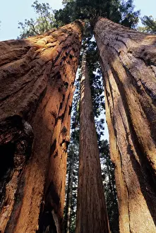 Redwood: Giant SEQUOIA / Wellingtonia / Sierra Redwood -