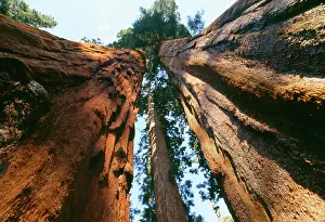 Redwood: Giant SEQUOIA / Wellingtonia / Sierra Redwood