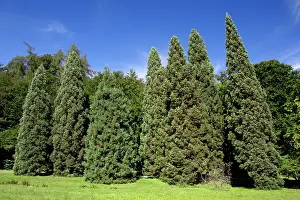 Redwood: Giant SEQUOIA / Wellingtonia / Sierra Redwood -