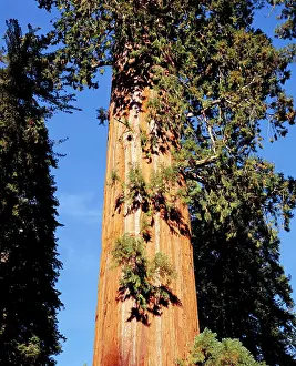 Sequoiadendron: Giant SEQUOIA / Wellingtonia / Sierra Redwood