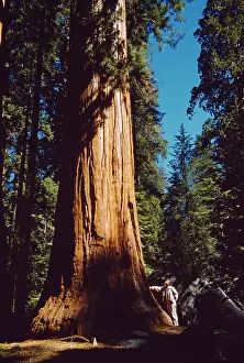 Redwood: Giant SEQUOIA / Wellingtonia / Sierra Redwood