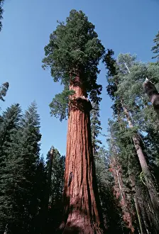 Redwood: Giant SEQUOIA / Wellingtonia / Sierra Redwood