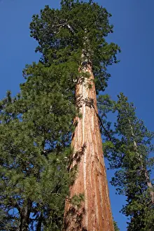 Sequoiadendron: Giant Sequoia / Wellingtonia / Sierra Redwood tree
