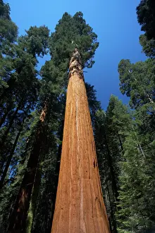 Sequoiadendron: Giant Sequoia / Wellingtonia / Sierra Redwood tree