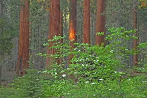 Sequoiadendron: Giant Sequoia / Wellingtonia / Sierra Redwood tree