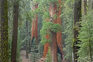 Sequoiadendron: Giant Sequoia / Wellingtonia / Sierra Redwood tree
