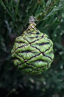 Redwood: Giant SEQUOIA / Wellingtonia / Sierra Redwood Tree