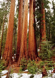 Redwood: Giant SEQUOIA / Wellingtonia / Sierra Redwood Tree