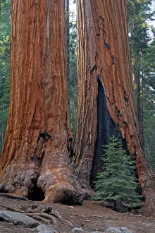 Sequoiadendron: Giant Sequoia / Wellingtonia / Sierra Redwood trees