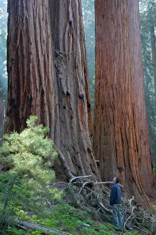 Sequoiadendron: Giant Sequoia / Wellingtonia / Sierra Redwood trees