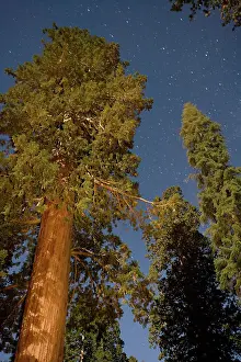 Sequoiadendron: Giant SEQUOIA / Wellingtonia / Sierra Redwood trees
