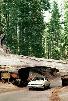Redwood: Giant SEQUOIA / Wellingtonia / Sierra Redwood - Tunnel log