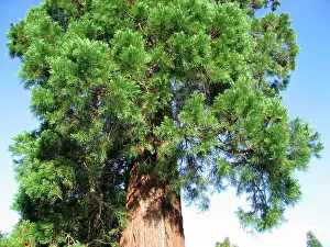 Sequoiadendron: Giant Sequoia / Wellingtonia Tree - Close up of