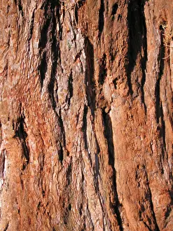 Sequoiadendron: Giant Sequoia / Wellingtonia Tree - Close up of bark
