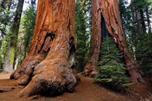 Preserves: Giant Sequoias (Sequoiadendron giganteum), Sequoia