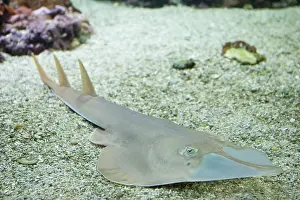 Shovel: Giant Shovel-nose Ray