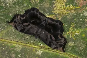 Skipper: Giant Sicklewing / Variegated Batwing / Skipper